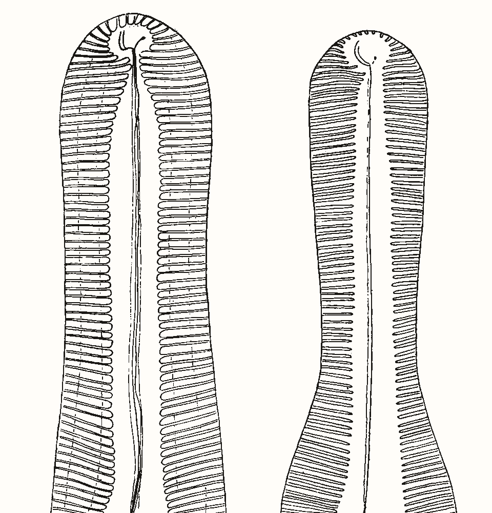 The rounded ends of two diatoms, their silica walls ribbed with fine parallel lines